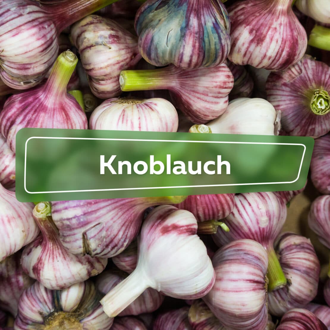 Knoblauch