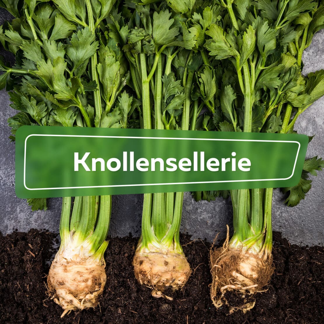 Knollensellerie