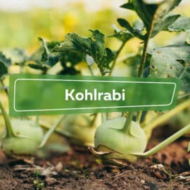 Kohlrabi