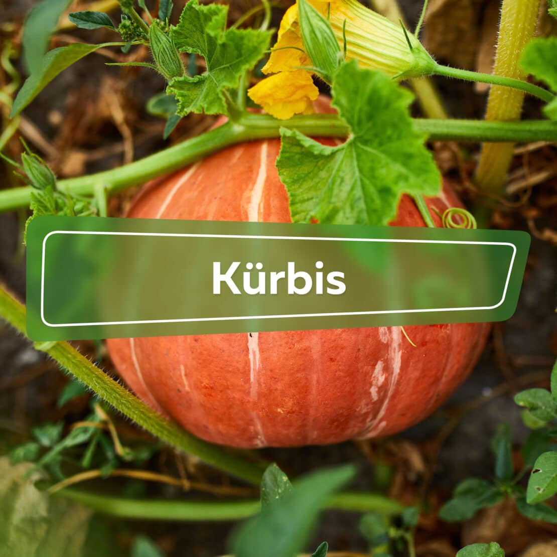 Kürbis