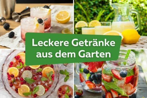 Leckere Getränke aus dem eigenen Garten