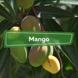 Mango