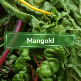 Mangold