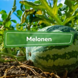 Melonen