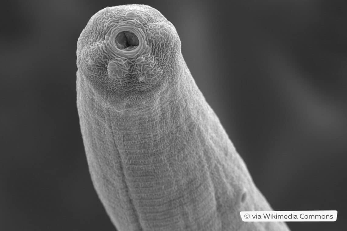 Stark vergrößerter Kopf einer Steinernema carpocapsae-Nematode