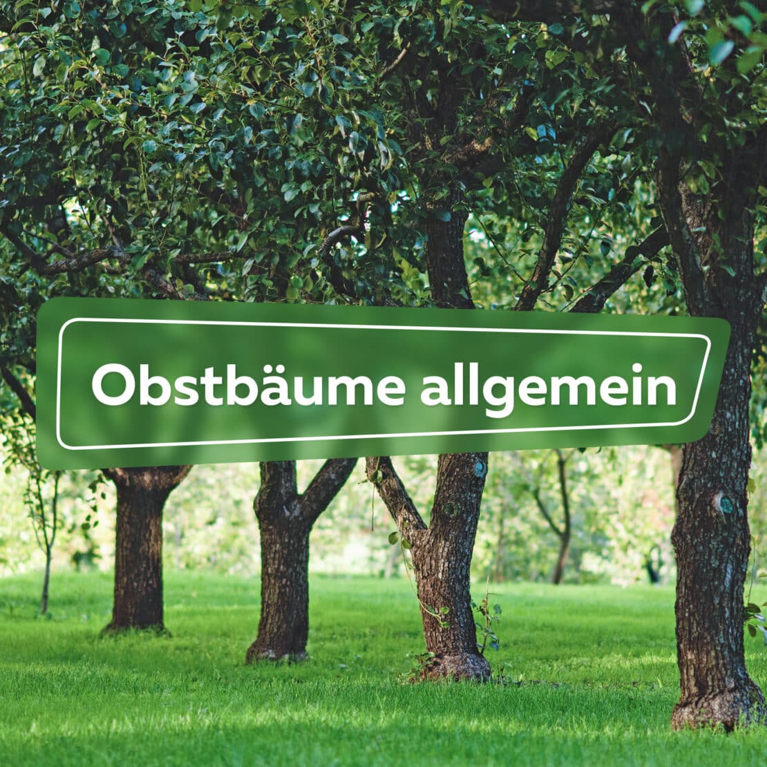 Obstbäume allgemein