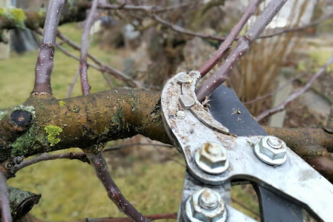 Apfelbaum schneiden