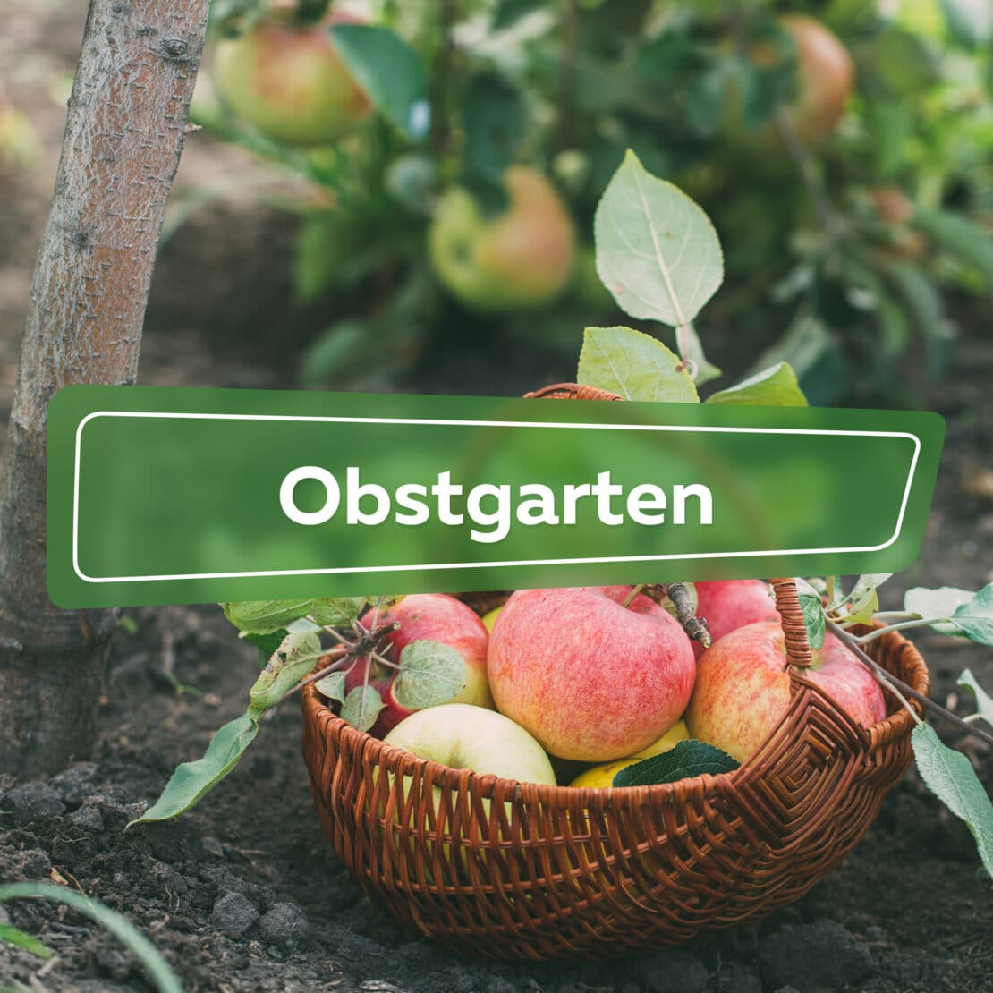 Obstgarten