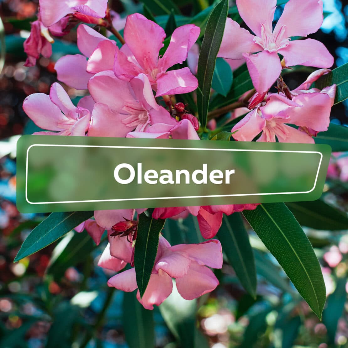 Oleander