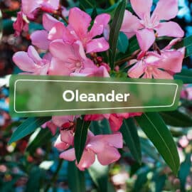 Oleander