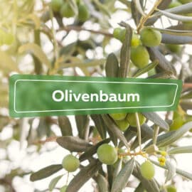 Olivenbaum