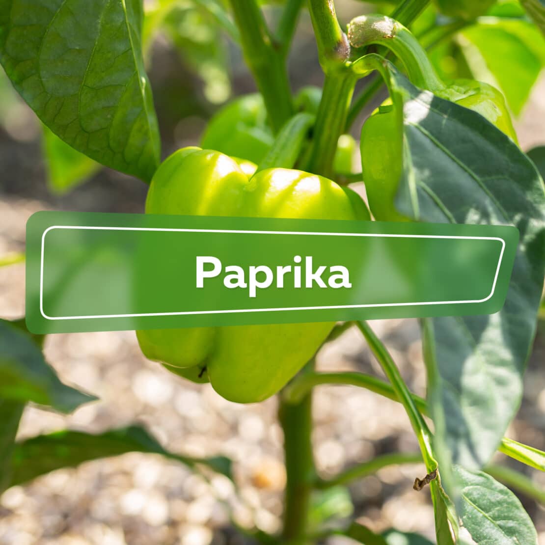 Paprika