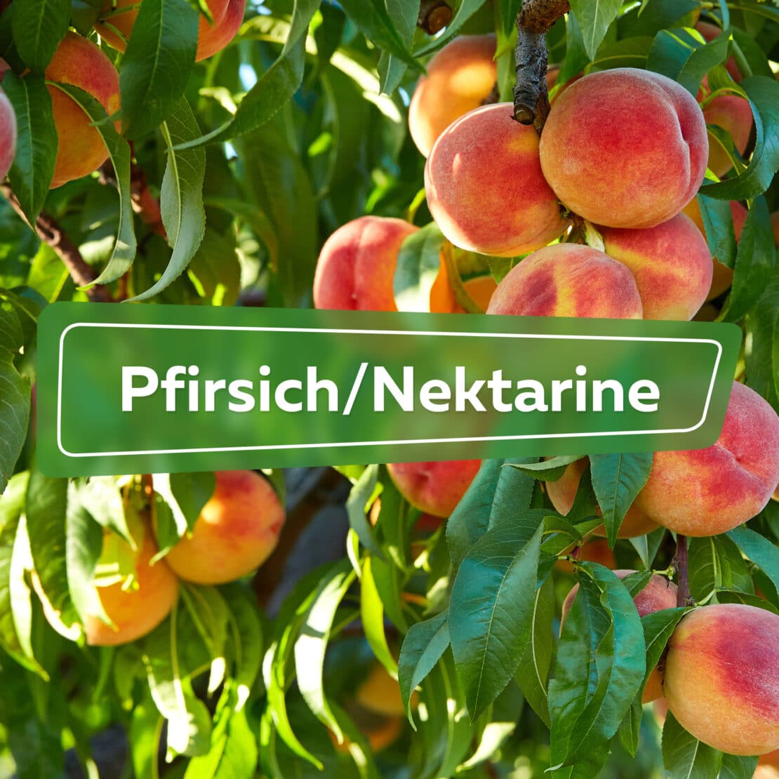 Pfirsich/Nektarine