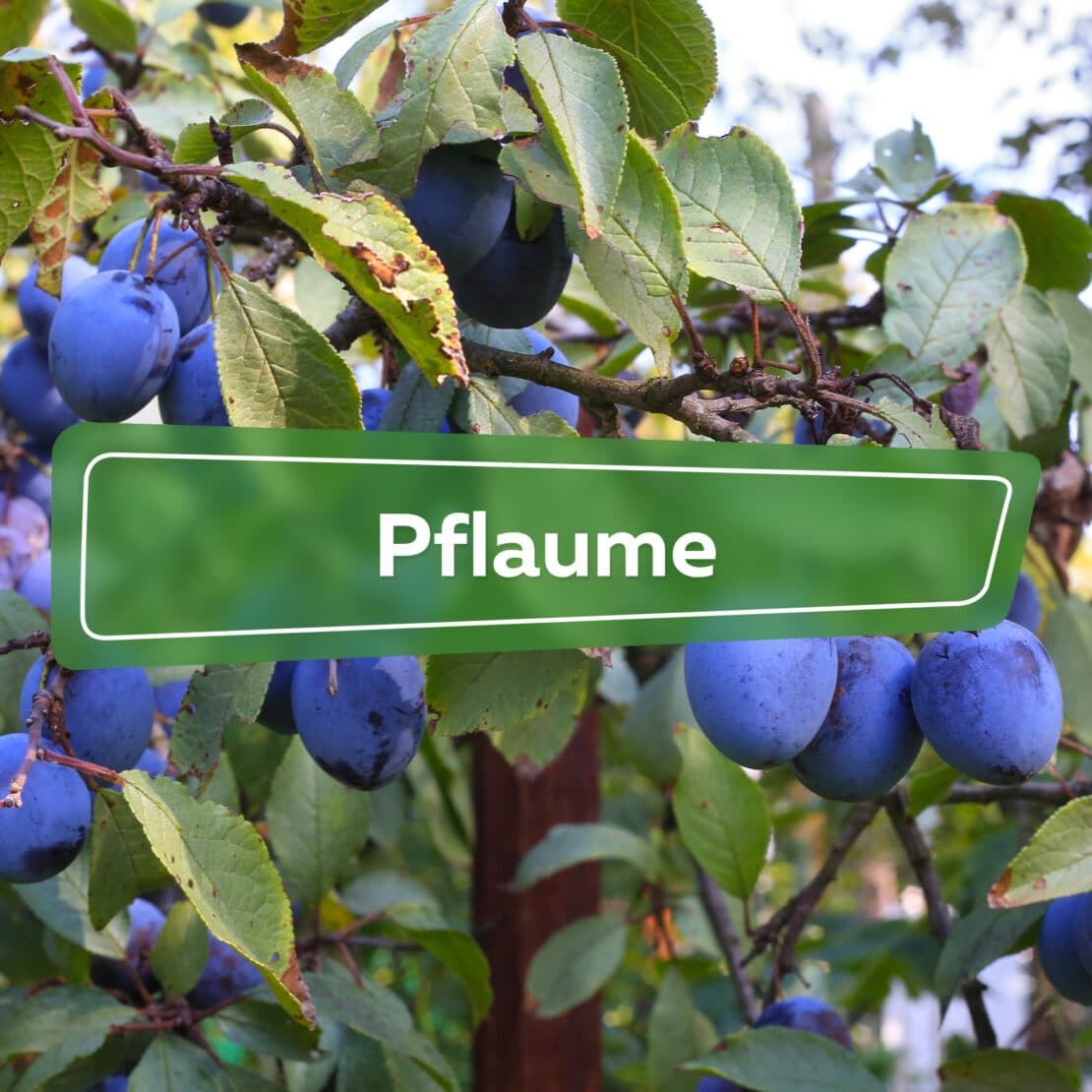 Pflaume