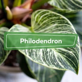 Philodendron