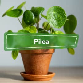 Pilea