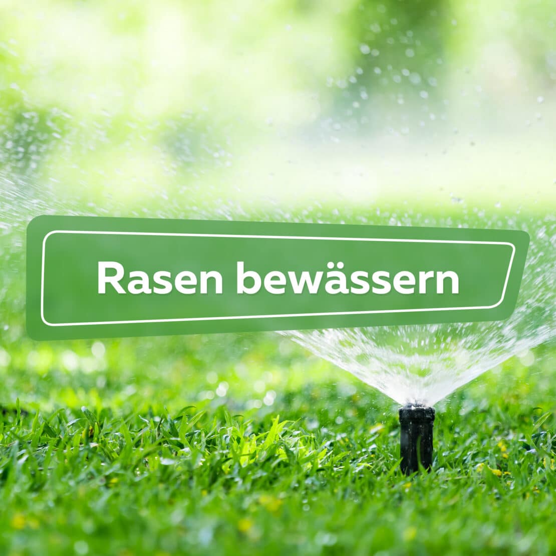 Rasen bewässern