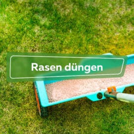 Rasen düngen