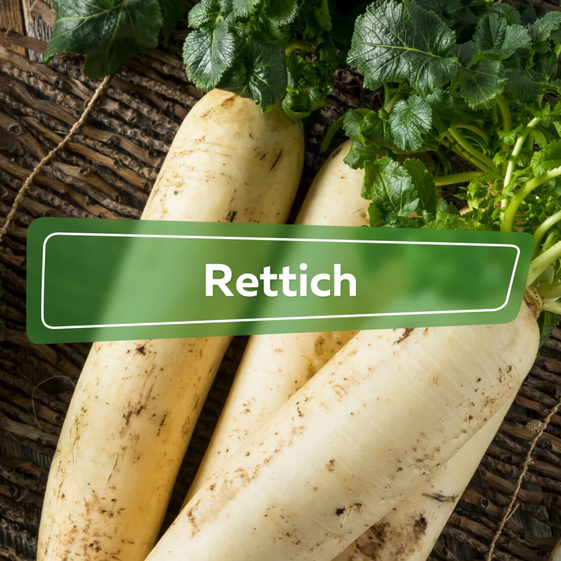 Rettich