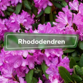 Rhododendren