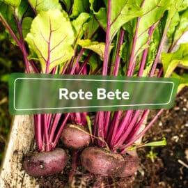 Rote Bete