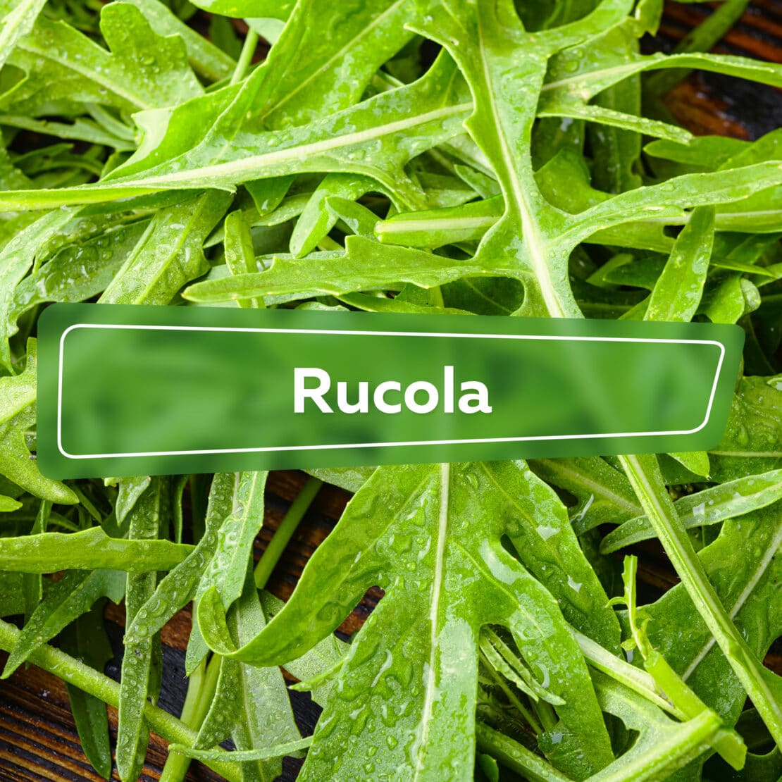 Rucola