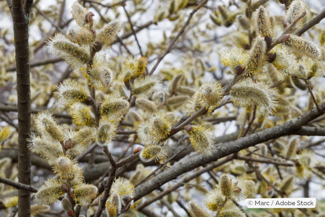 Salweide (Salix caprea)