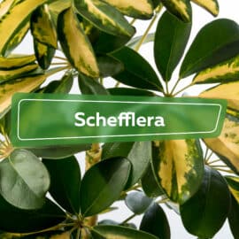 Schefflera