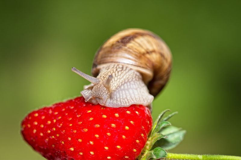 Schnecke auf Erdbeere