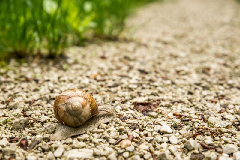 Schnecke kriecht über Schotterweg