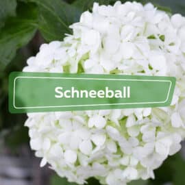 Schneeball