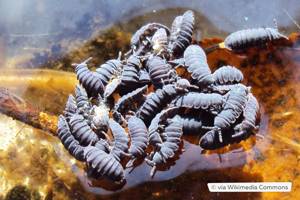 Schwarze Wasserspringer (Podura aquatica)