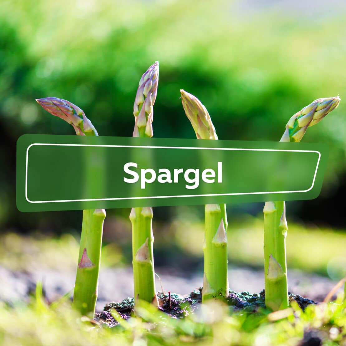 Spargel