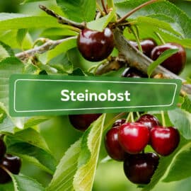 Steinobst