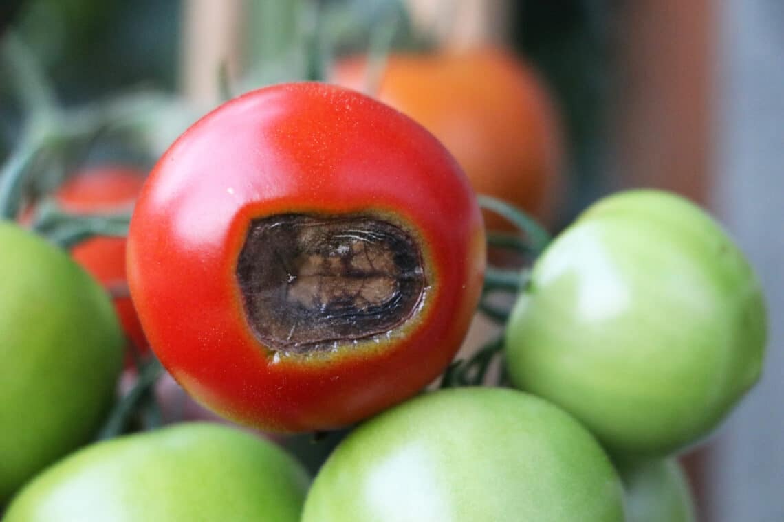 Tomate mit Blütenendfäule