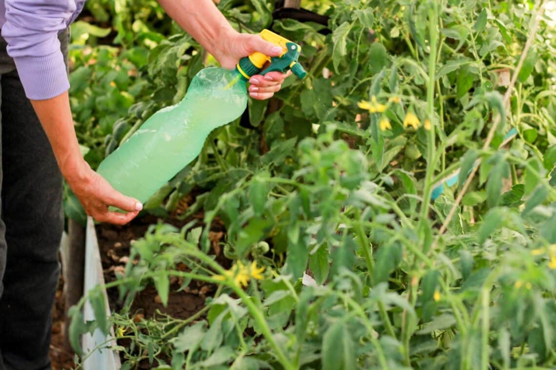 Tomaten besprühen