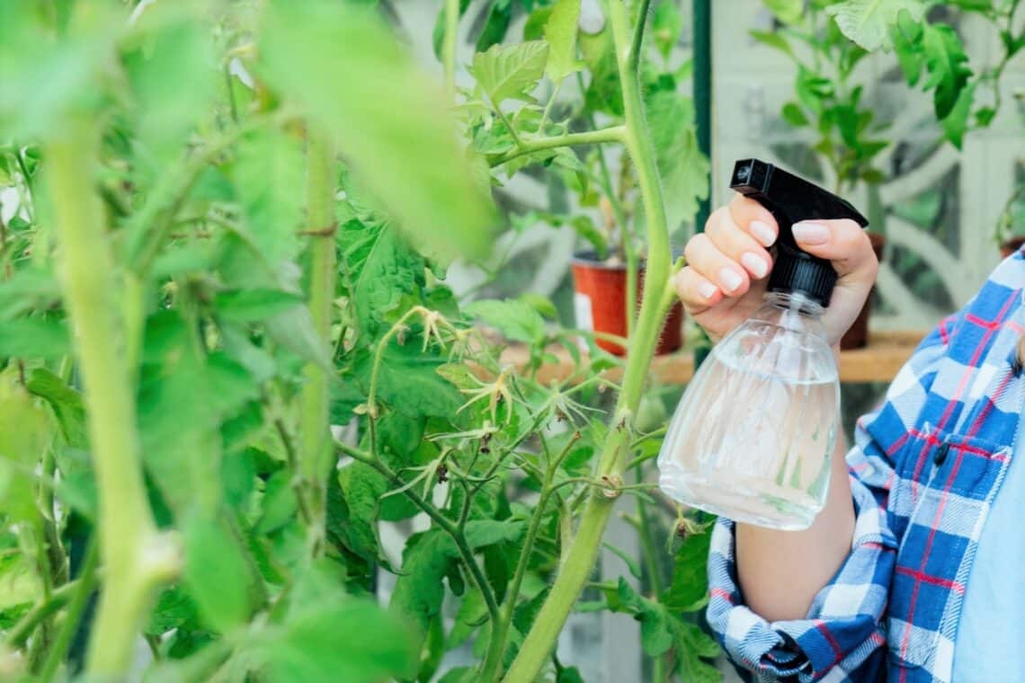 Tomaten mit Kalziumdünger besprühen