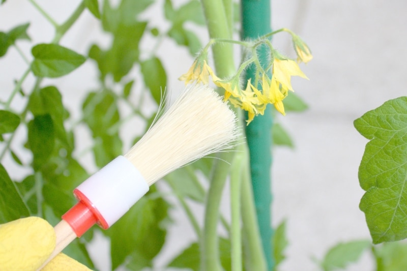 Tomaten mit Pinsel bestäuben