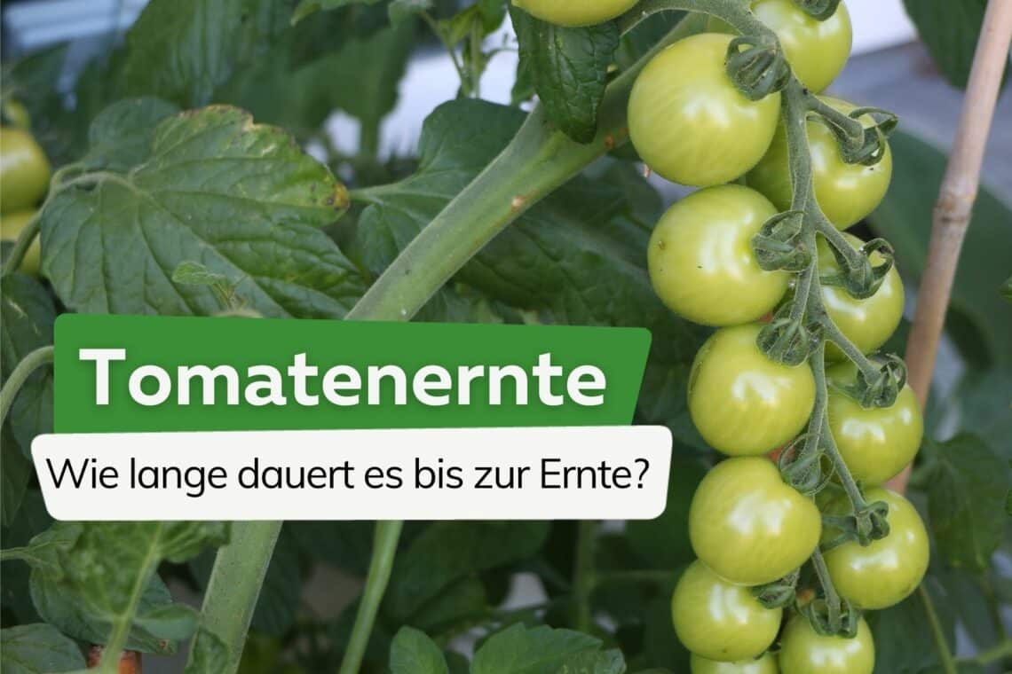 Tomaten wie lange dauert es bis zur Ernte Titel