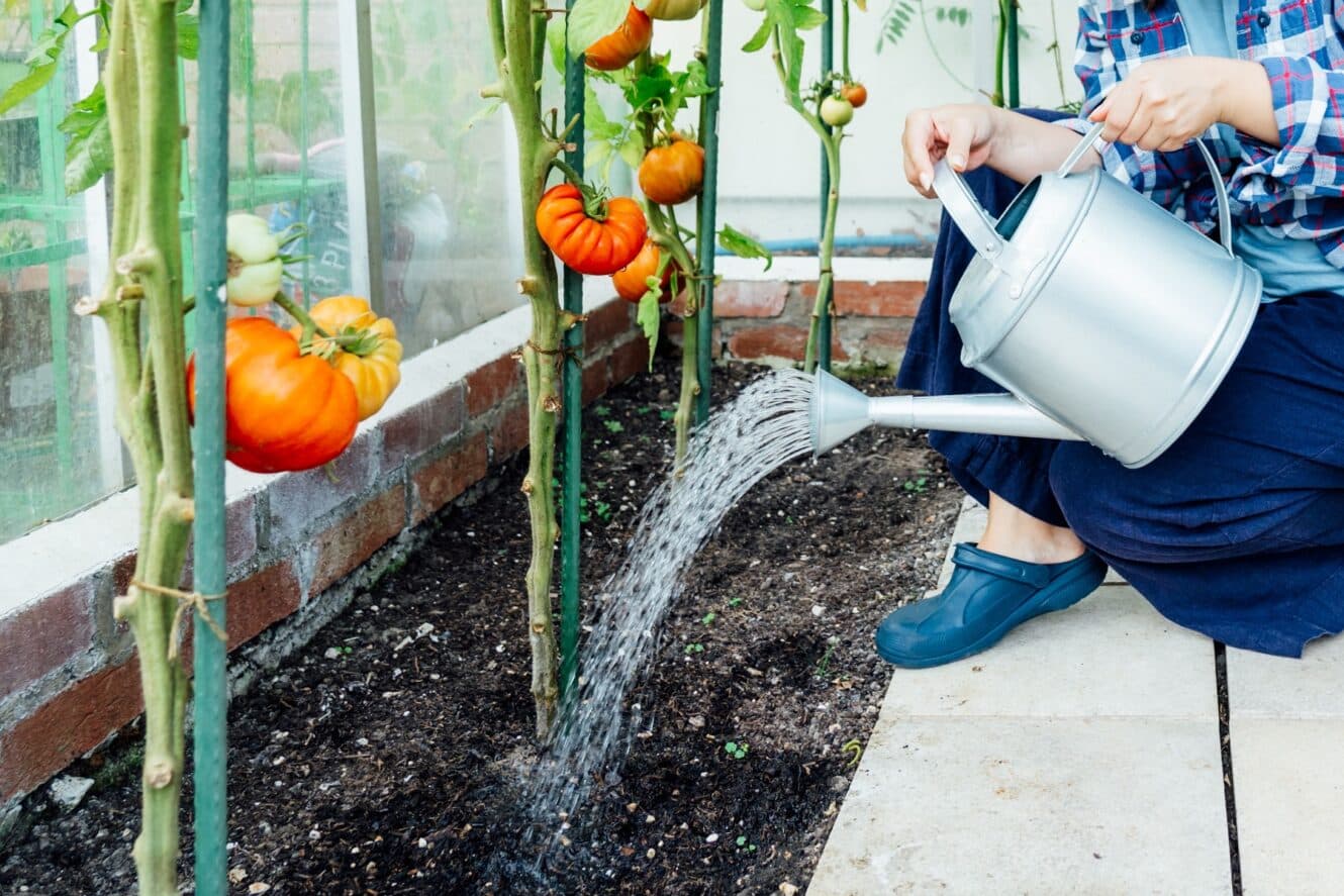 Wann blühen Tomaten alles zur Tomatenblüte