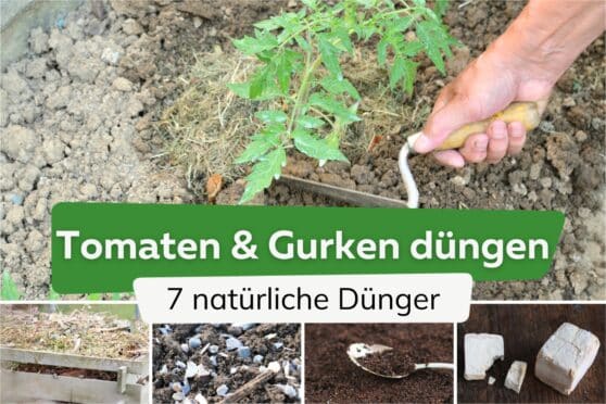 7 natürliche Dünger für Tomaten und Gurken