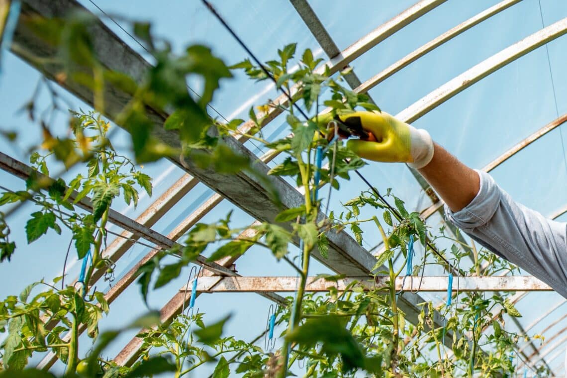 Tomaten oben kappen