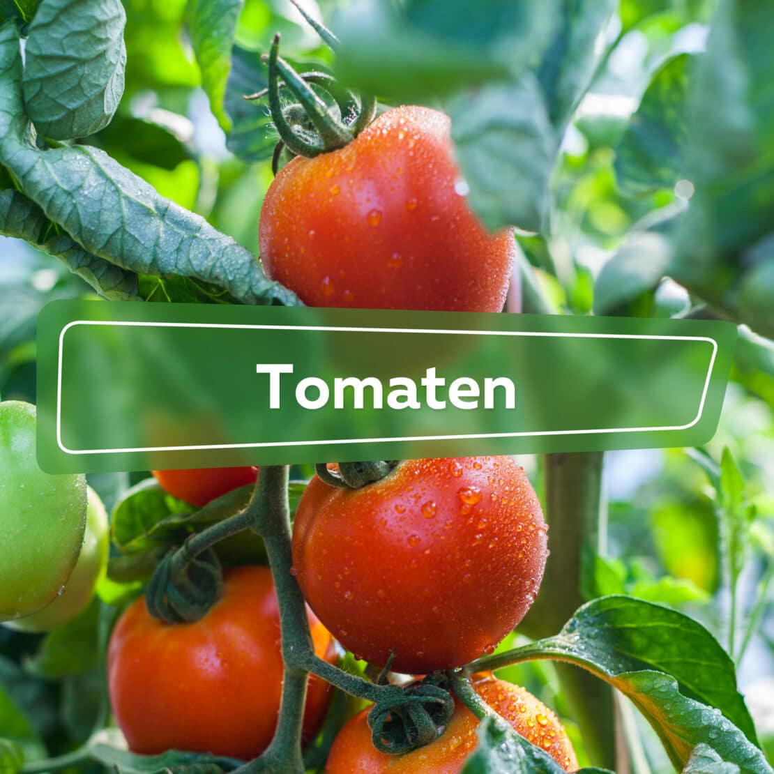 Tomaten