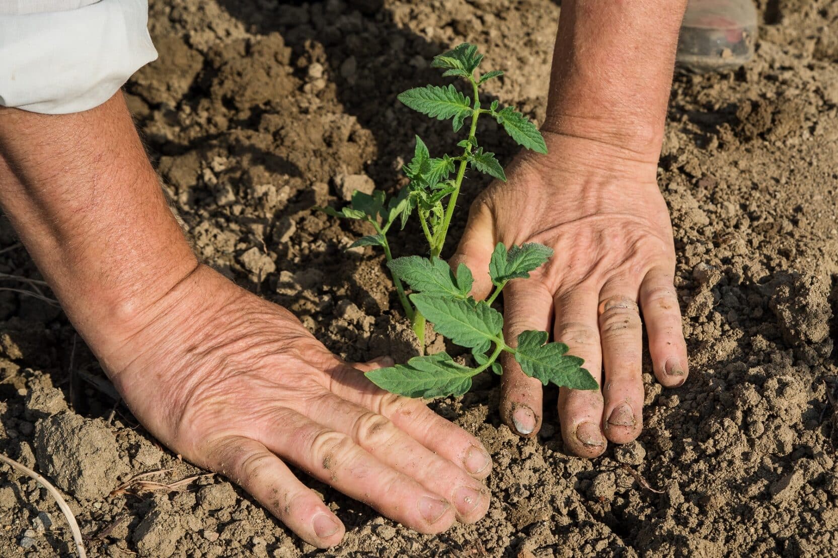 Tomaten welche Temperatur benötigen sie nachts mindestens?