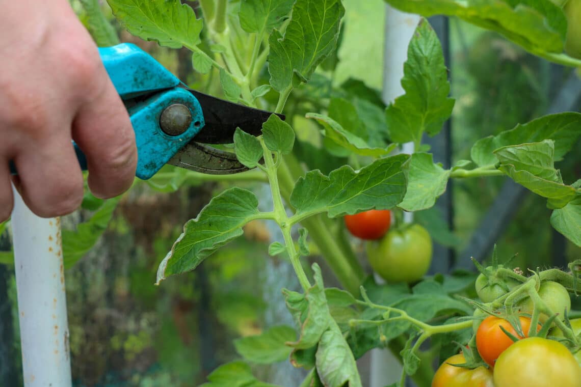 Tomatenpflanze beschneiden