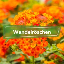 Wandelröschen