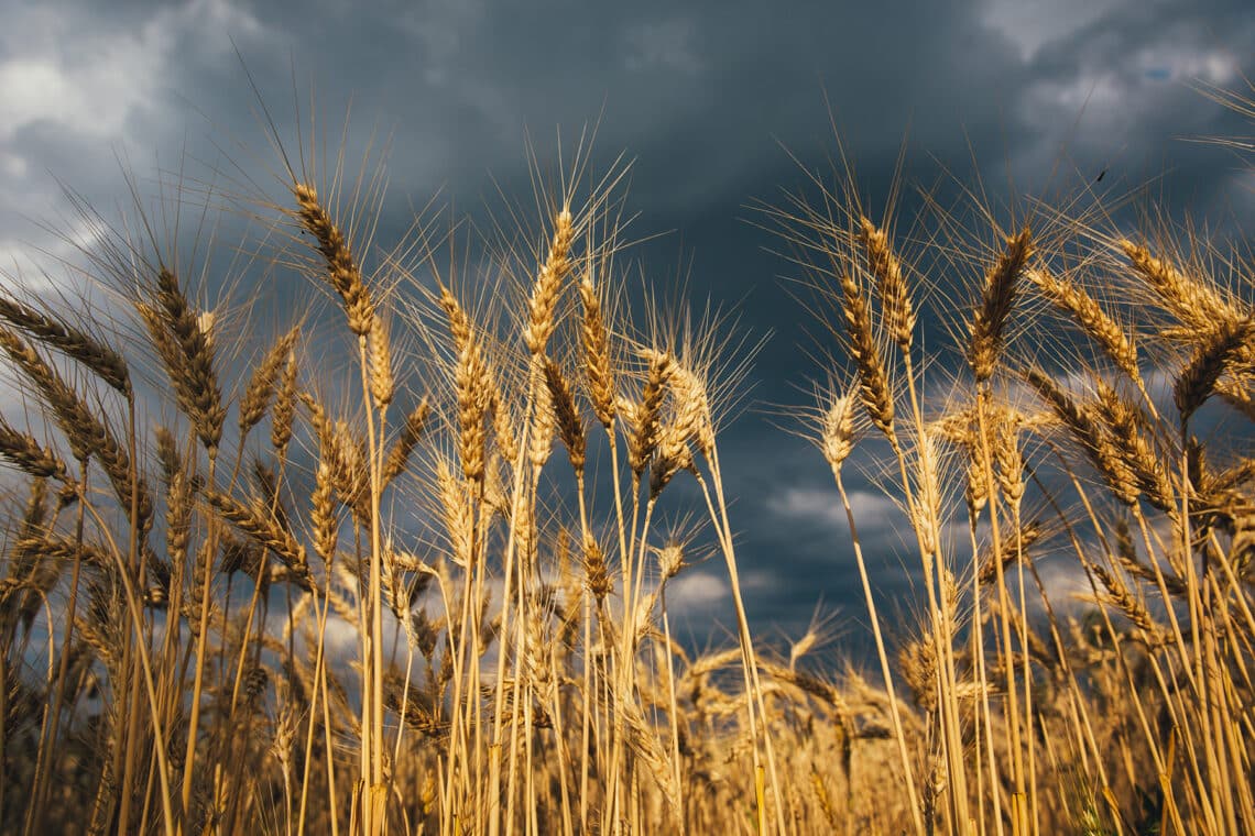 Weizenfeld vor dem Regen