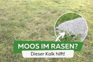 Welchen Kalk gegen Moos im Rasen einsetzen?