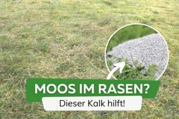 Welcher Kalk gegen Moos im Rasen?