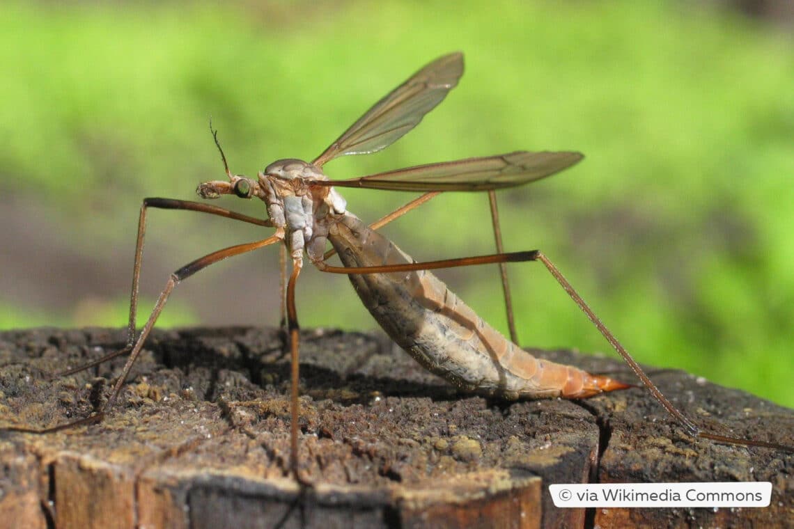 Weibliche Wiesenschnake (Tipula paludosa)